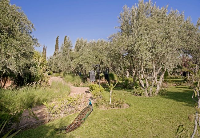 Villa in Marrakech Alentours - Le Clos des Oliviers Villa in Marrakech Alentours - Le Clos des Oliviers