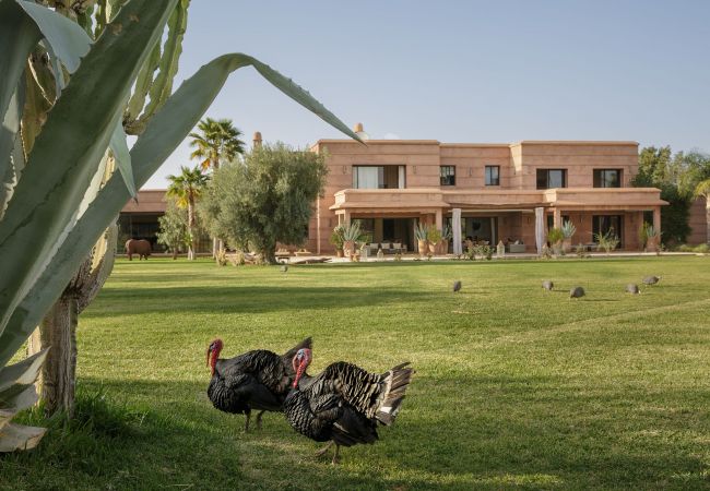 Villa in Marrakech - MISH-MISH Villa in Marrakech - MISH-MISH