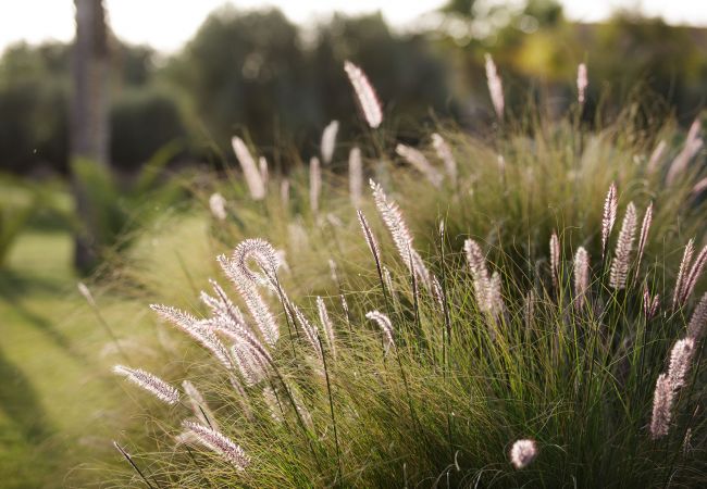 Villa in Marrakech - MISH-MISH Villa in Marrakech - MISH-MISH