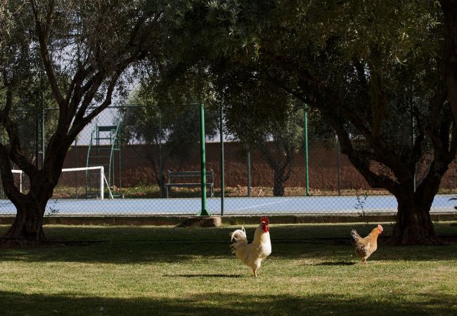 Villa in Marrakech - MISH-MISH Villa in Marrakech - MISH-MISH