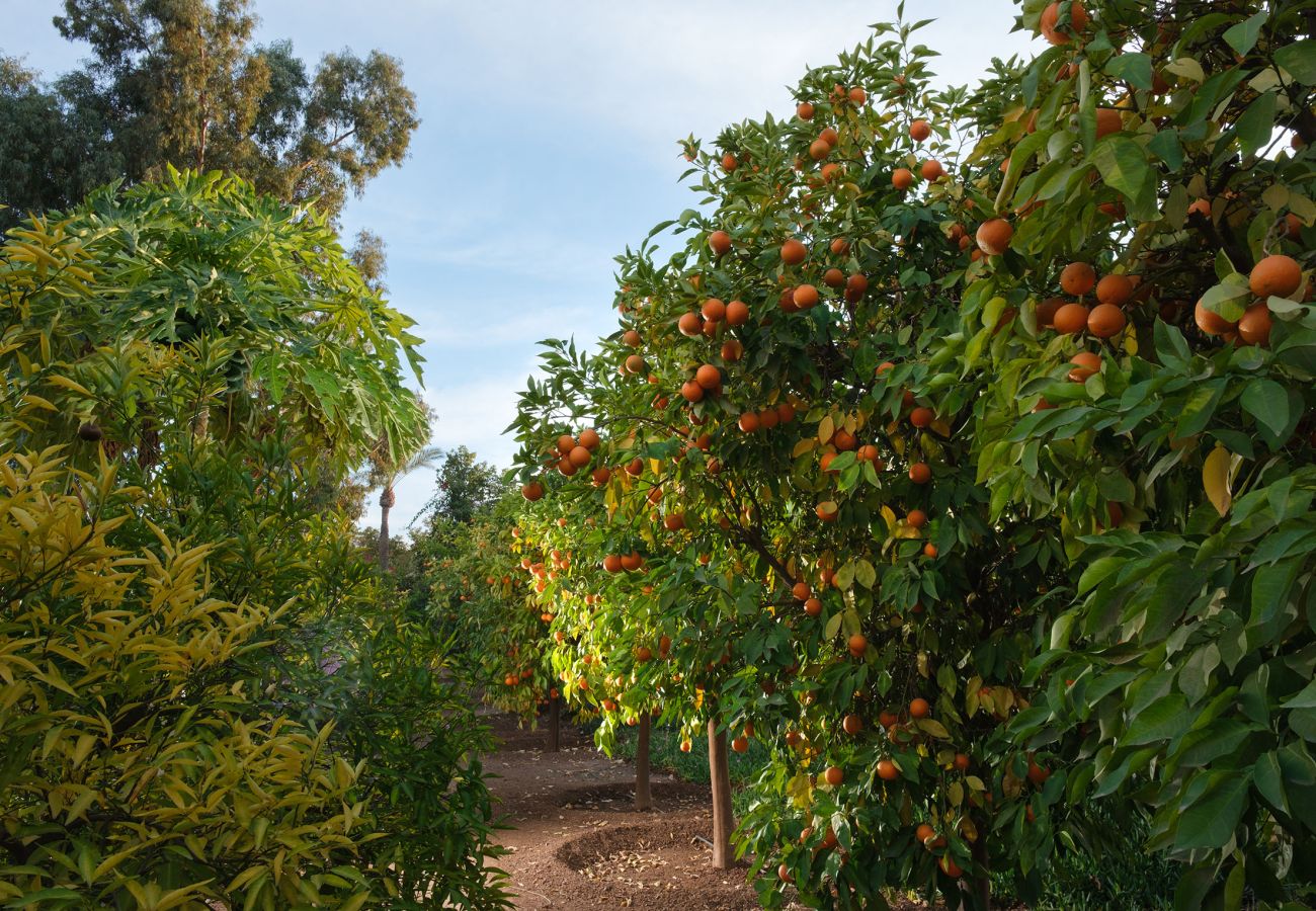 Villa in Marrakech - MAJDOU Marrakech Villa in Marrakech - MAJDOU Marrakech
